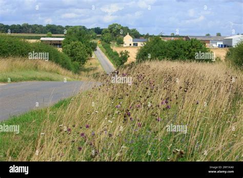 29th July 2023 Conservation Grass Verge In Rutland Stock Photo Alamy
