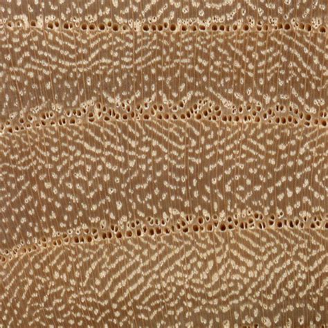 Elm Wood Hard And Soft The Wood Database