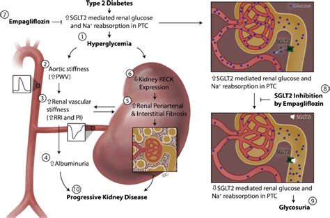 Glycemic Control By The SGLT2 Inhibitor Empagliflozin EMPA Decreases