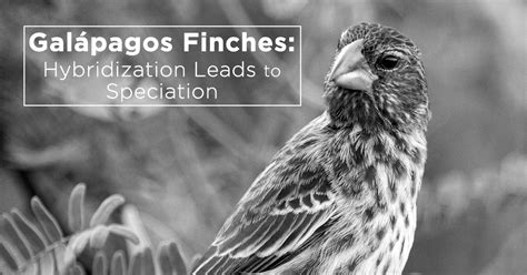 Island Conservation Galápagos Finch Speciation Unfolds Rapidly - Island Conservation