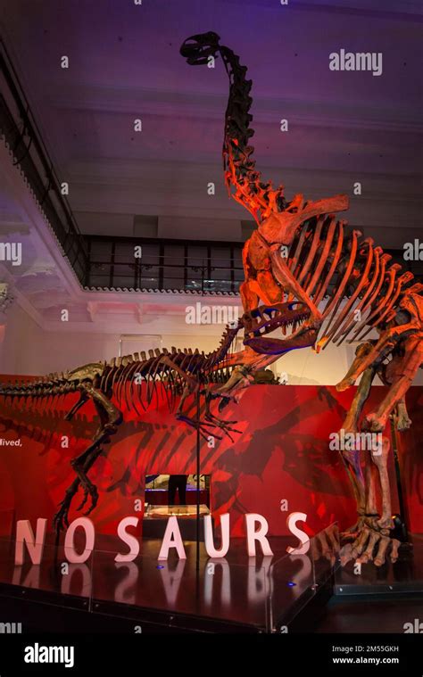 Cast Of Jobaria Tiguidensis A Sauropod From Early Cretaceous Period