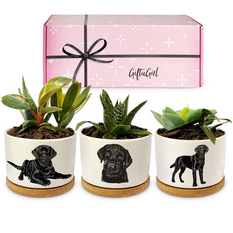 Buy Giftagirl Black Labrador Retriever Gifts Pretty Lab Decor For