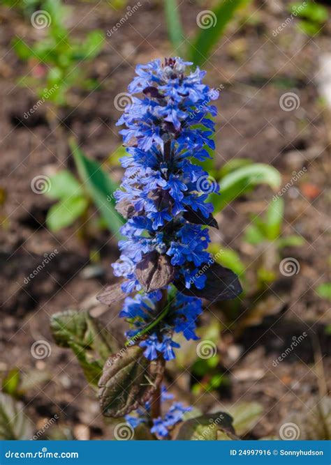 Ajuga Reptans Stock Photo Image Of Plant Bugle Carpetweed 24997916