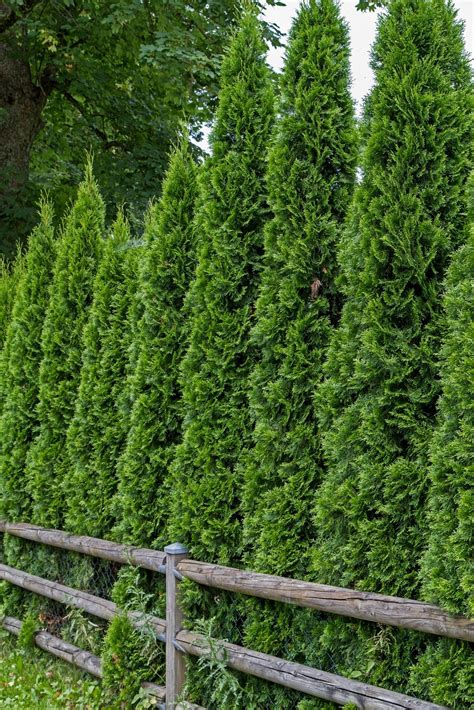 Thuja Occidentalis Malonyana Arborvitae Usda Zones 4 8 20 30 Tall