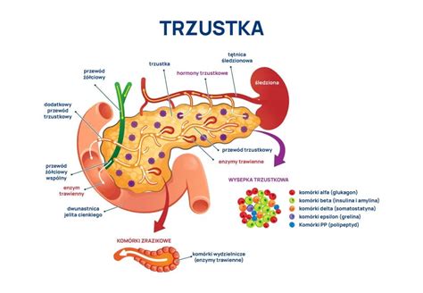 Ból trzustki przyczyny lokalizacja i postępowanie ALAB