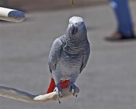 Pictures and information on Grey Parrot