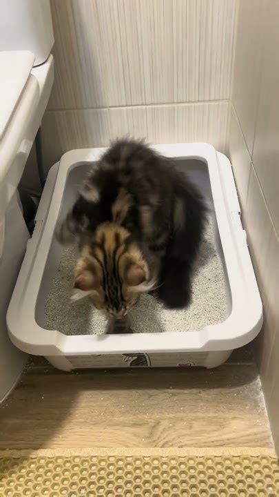 Чи воняє котячий лоток?#ТигріЧелсі #смішнівідео #pets #top # ...