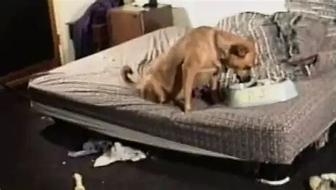 Retro Usa S Eating Pussy Eating Pussy Porn Feat Heather Hunter Xhamster