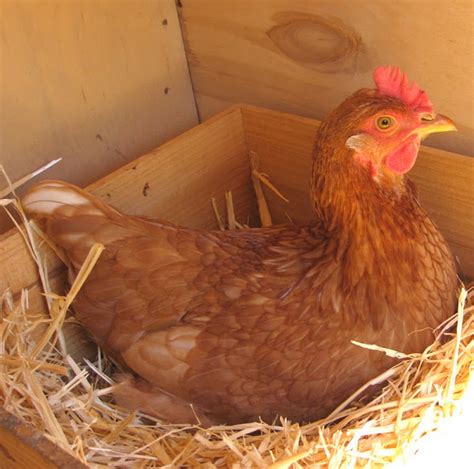 8 Simple Tips To Unleash Your Hens' Hidden Egg-Laying Potential