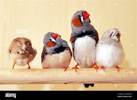 Zebra Finch Poephila Guttata Taeniopygia Guttata Zebra Finches In A