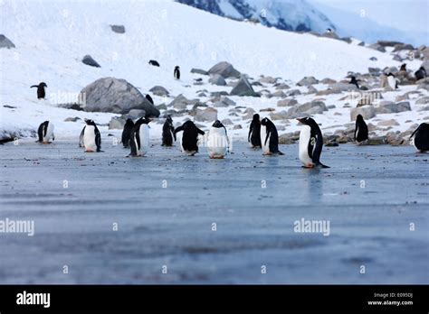 gentoo penguins walking across fresh water ice at Neko Harbour
