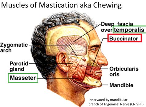 Muscles Of Mastication Chewing Diagram Quizlet