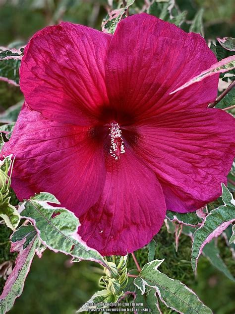 Hardy Hybrid Hibiscus Hibiscus Summer Carnival In The Hibiscus Database