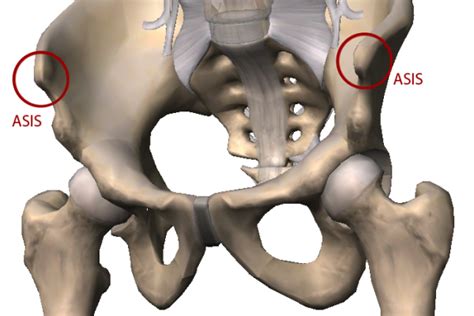 David Keil Archives - Page 3 of 3 - Love Yoga Anatomy