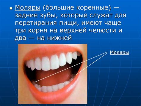 Строение зубов - презентация онлайн