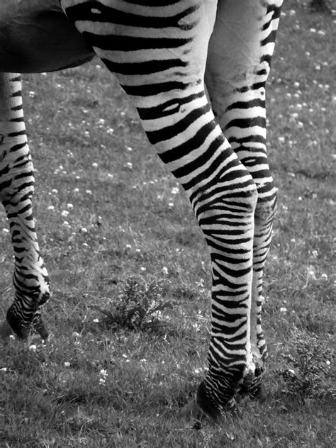 Zebra Legs L Matthews Flickr