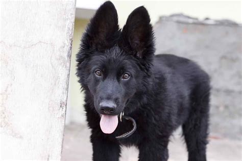 Full Black German Shepherd | PETSIDI