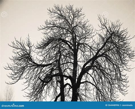 Single Tree With Naked Branches On A Cloudy Winter Day Stock Photo Image Of Cloudy Naked