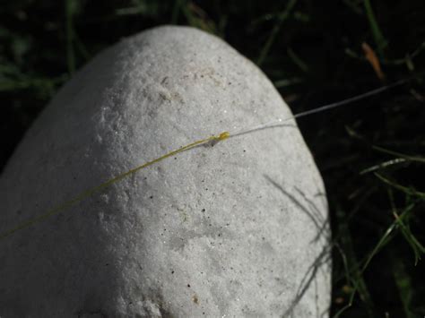 DAIWA SOKKOU KNOT TOOL IM TEST