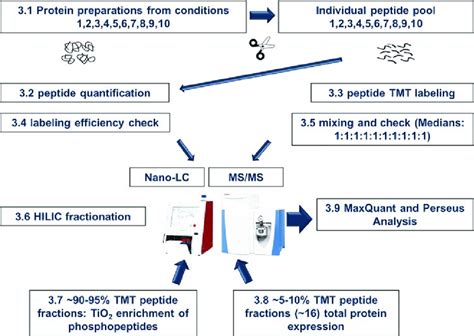 Schematic Workflow Of Tmt Labeling Procedures Download Scientific Diagram