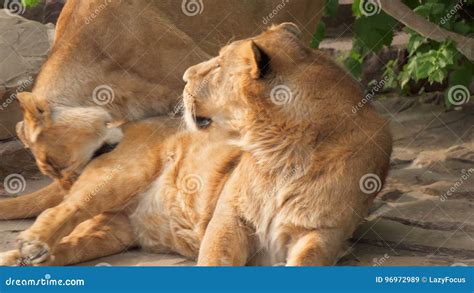 Lion Bites Stock Footage And Videos 20 Stock Videos