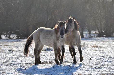 Дикие лошади Коник Польски, Латвия | Фото с лошадьми, Дикие лошади, Лошади