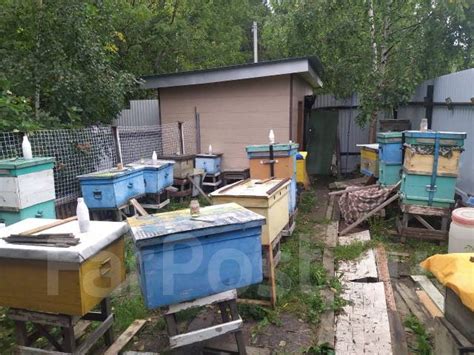 Продам пчел - Другие животные в Хабаровске