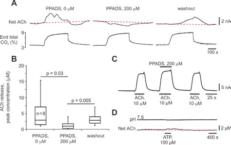 Ach Release On The Ventral Surface Of The Medulla Oblongata During