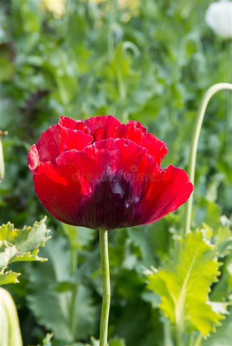 Опиум наркотическое, цветок Стоковое Фото - изображение насчитывающей ...