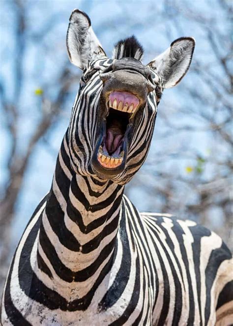 60 Zebra Facts For Animal Lovers And Africa Travelers All 3 Species