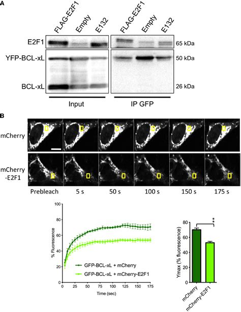 E F Interacts With Bclxl And Regulates Its Subcellular Localization