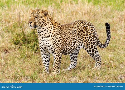 Leopard Close Up Side View Stock Image Image Of Close 48100677