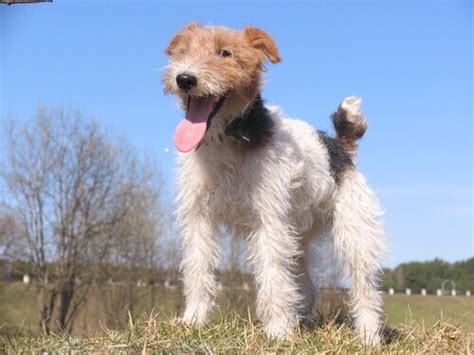 Fox Terrier De Pelo Duro Conheça Essa Bela Raça Meus Animais