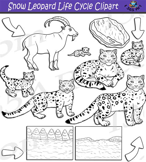 Snow Leopard Life Cycle Clipart Set Download Clipart 4 School