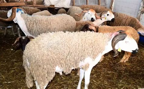 Eid Ul Adha In Marokko Minder Vee Hogere Prijzen