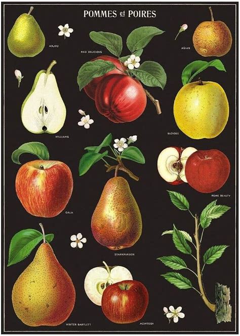 Cavallini Decorative Wrap Poster Apple And Pears X Inch Italian