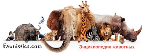 Кашалот: описание животного, чем питается, среда обитания