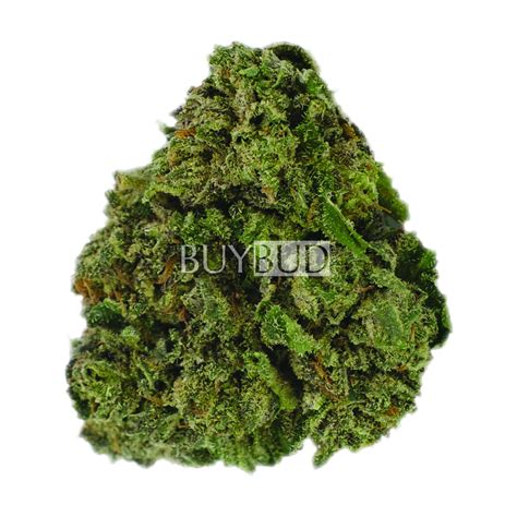 Buy Alaskan Thunder Fuck Cannabis Online Canada Free Shipping Orders Over Free Gift