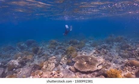 Sexy Girl Wearing Bikini Freediving Crystal Stock Photo 1500992381 Shutterstock