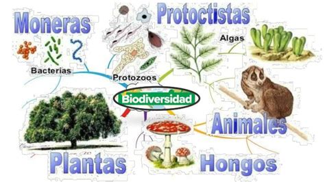 Mapa Conceptual De La Biodiversidad 5 Mapasytemas10 Udocz Nbkomputer