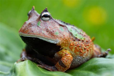 Create Meme Painting On Canvas Frog Amazing Frog Painting Frog