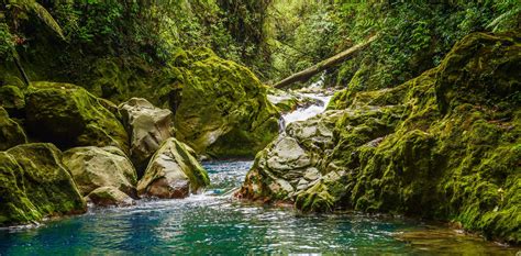 Download Jungle With Blue Spring Water Background | Wallpapers.com
