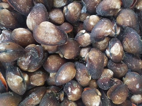 blood cockle seafood  photo  pixabay