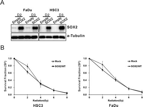 sox activation predicts prognosis  patients  head  neck