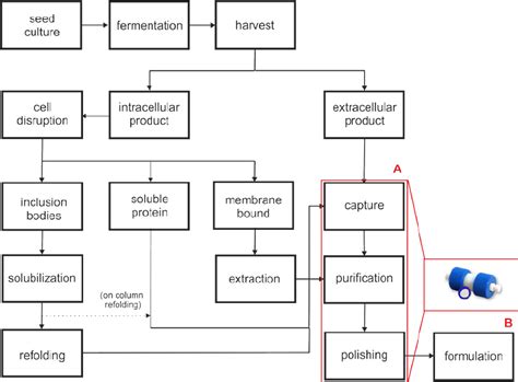 Schematic Diagram Of A Typical Bioprocess A Different Downstream