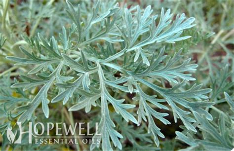 Davana - Hopewell Essential Oils