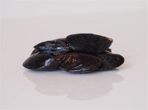 Solid Starts Mussels For Babies How To Serve Mussels For Babies