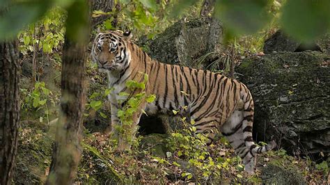 Russias Wild Tiger National Geographic Channel Asia