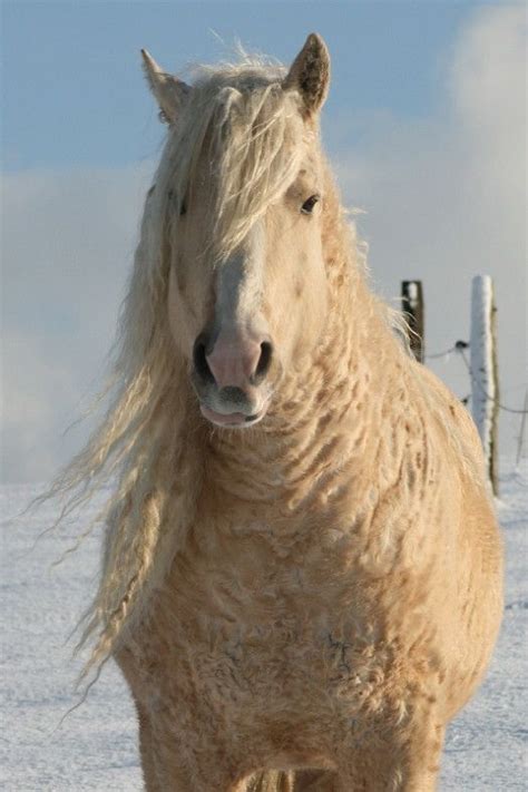 American Bashkir Curly Horse Images Cheval Empaillé Cheval Chevaux