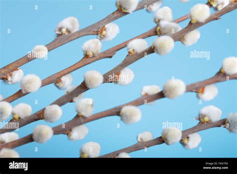 Pussy Willow Branches Close Up Shallow Focus Stock Photo Alamy